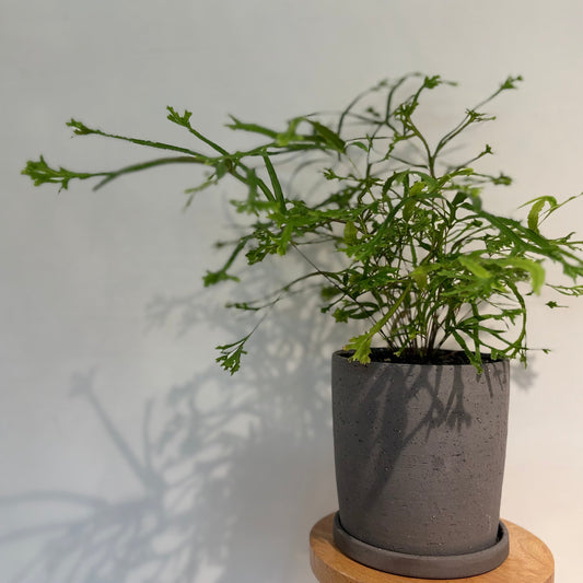 プテリスローゥェリーの鉢植え