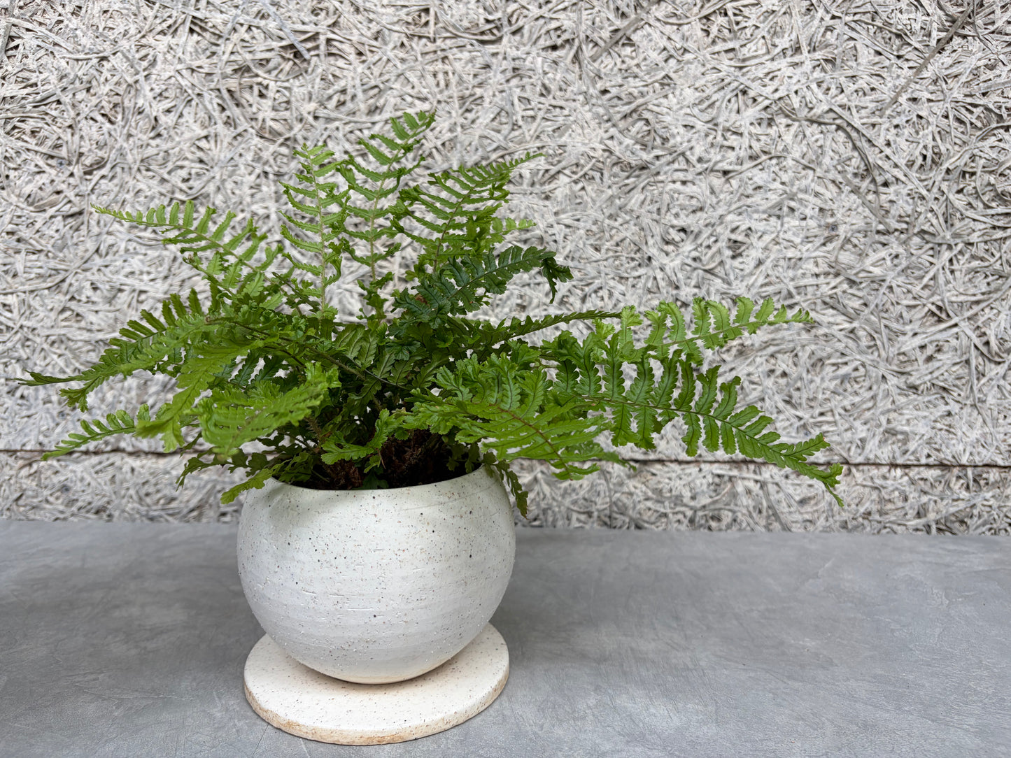 プテリス鉢植え