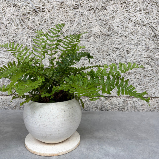 プテリス鉢植え