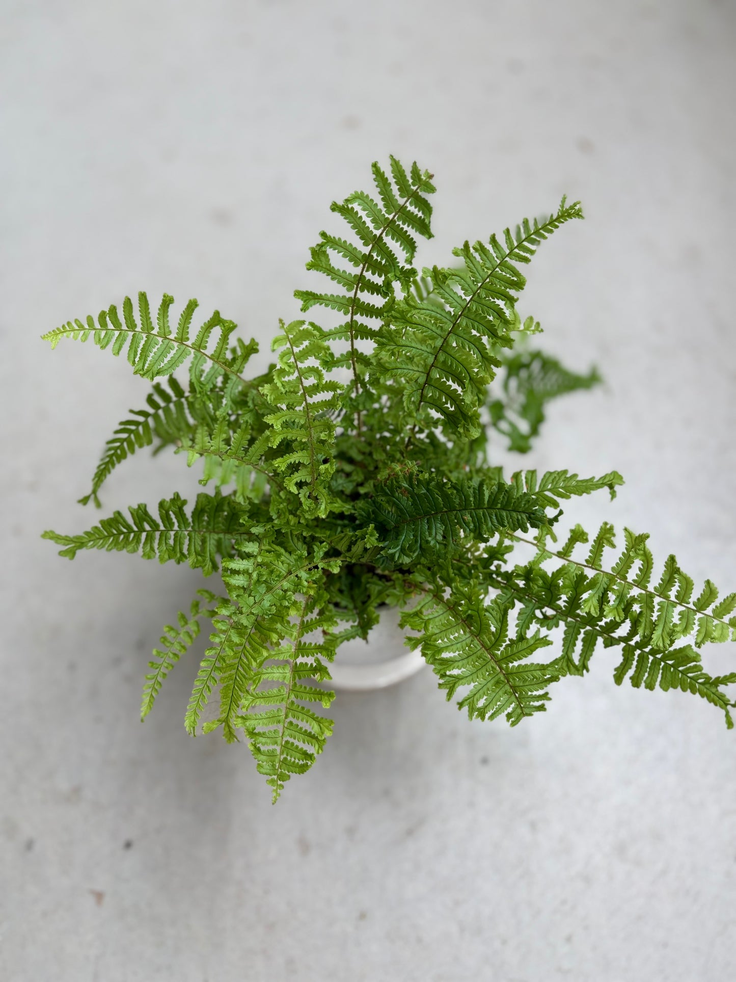 プテリス鉢植え