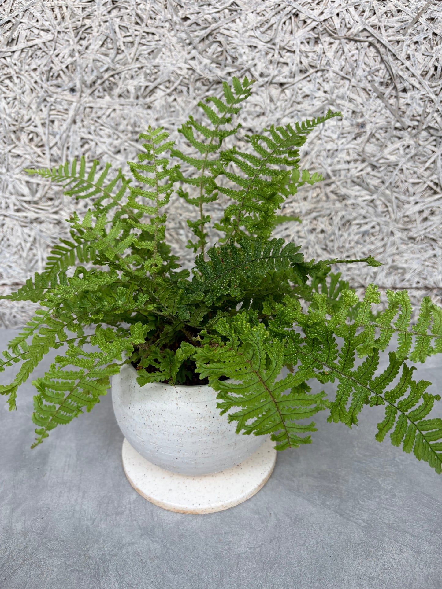 プテリス鉢植え