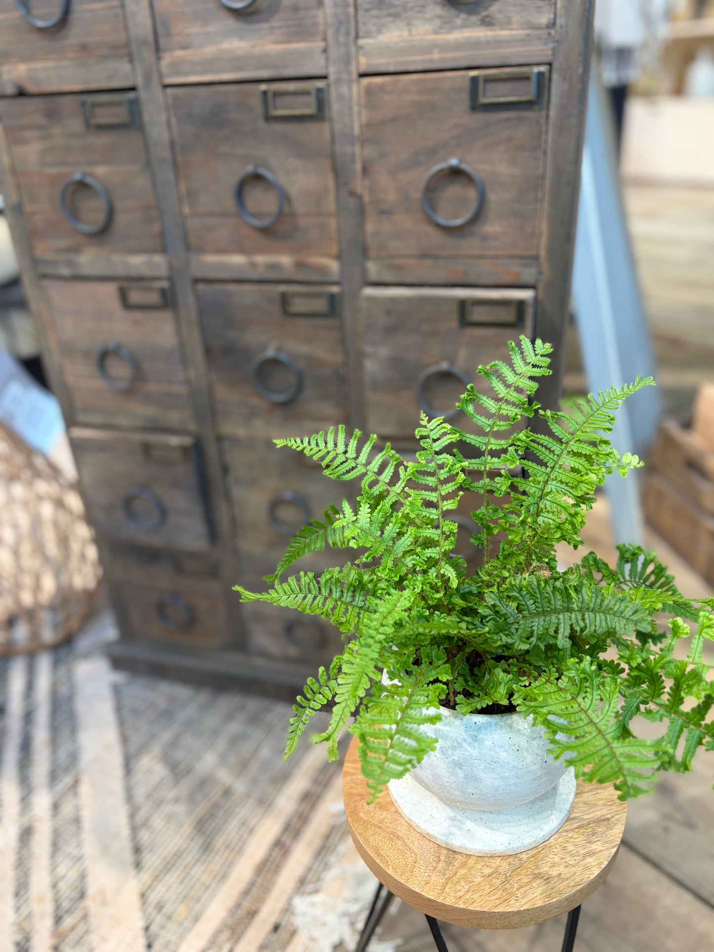 プテリス鉢植え