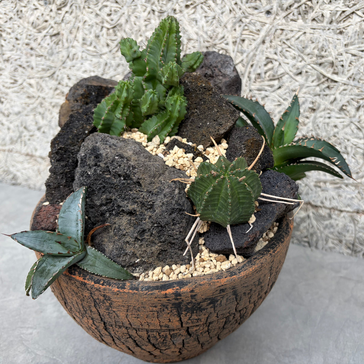 ユーフォルビア&アガベ寄せ植え