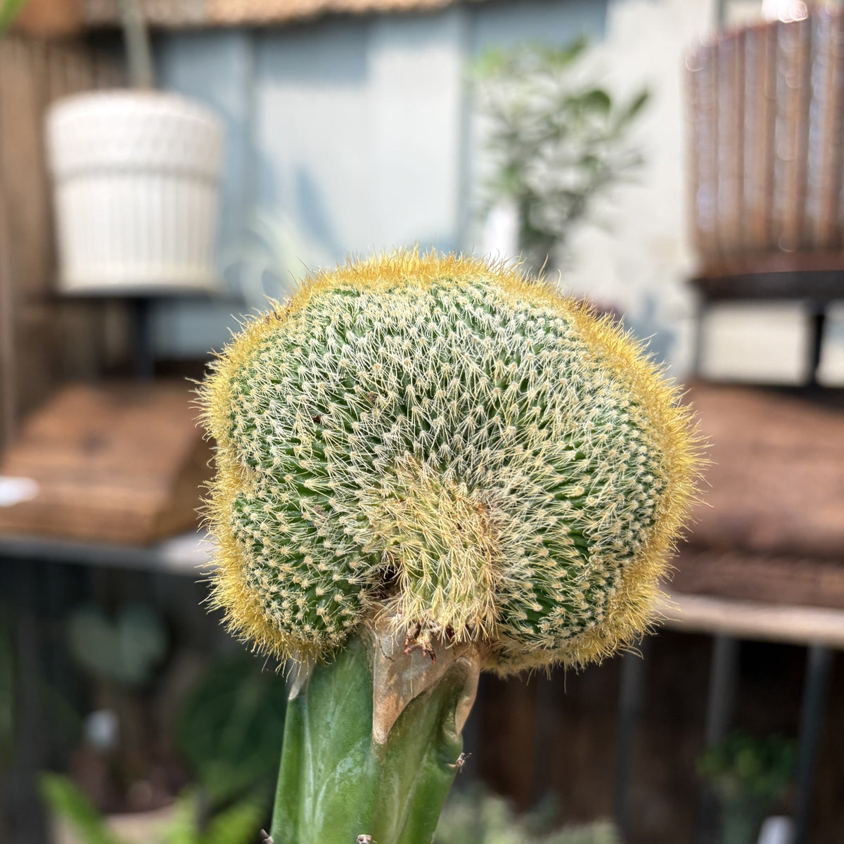 ビサールプランツ鉢チュニジアンポット