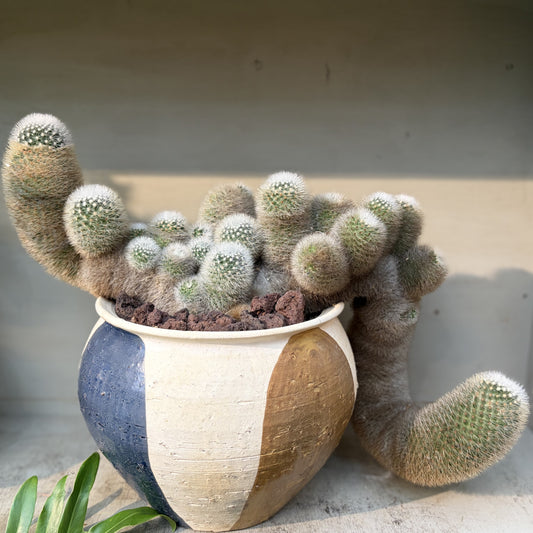 芳泉丸の鉢植え