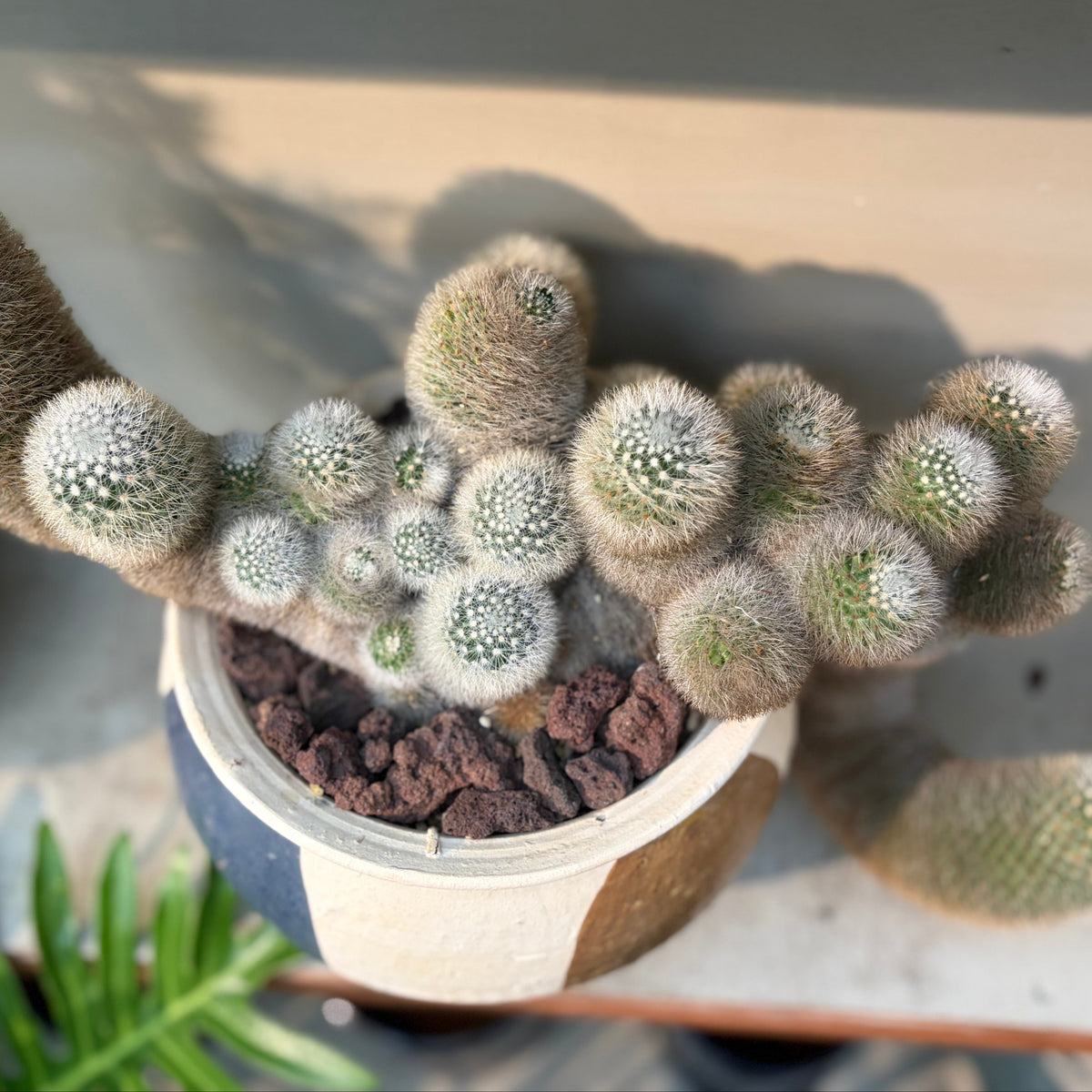 芳泉丸の鉢植え