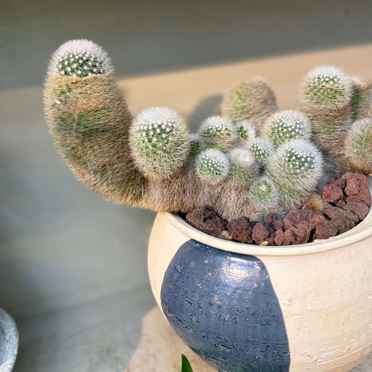 芳泉丸の鉢植え