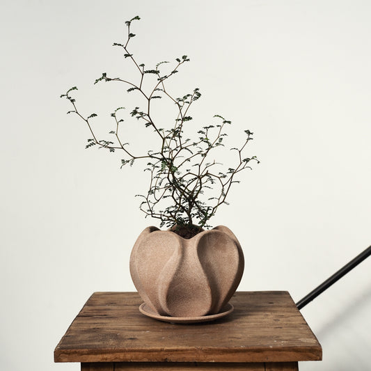 母の日ギフト　ソフォラ植え込み