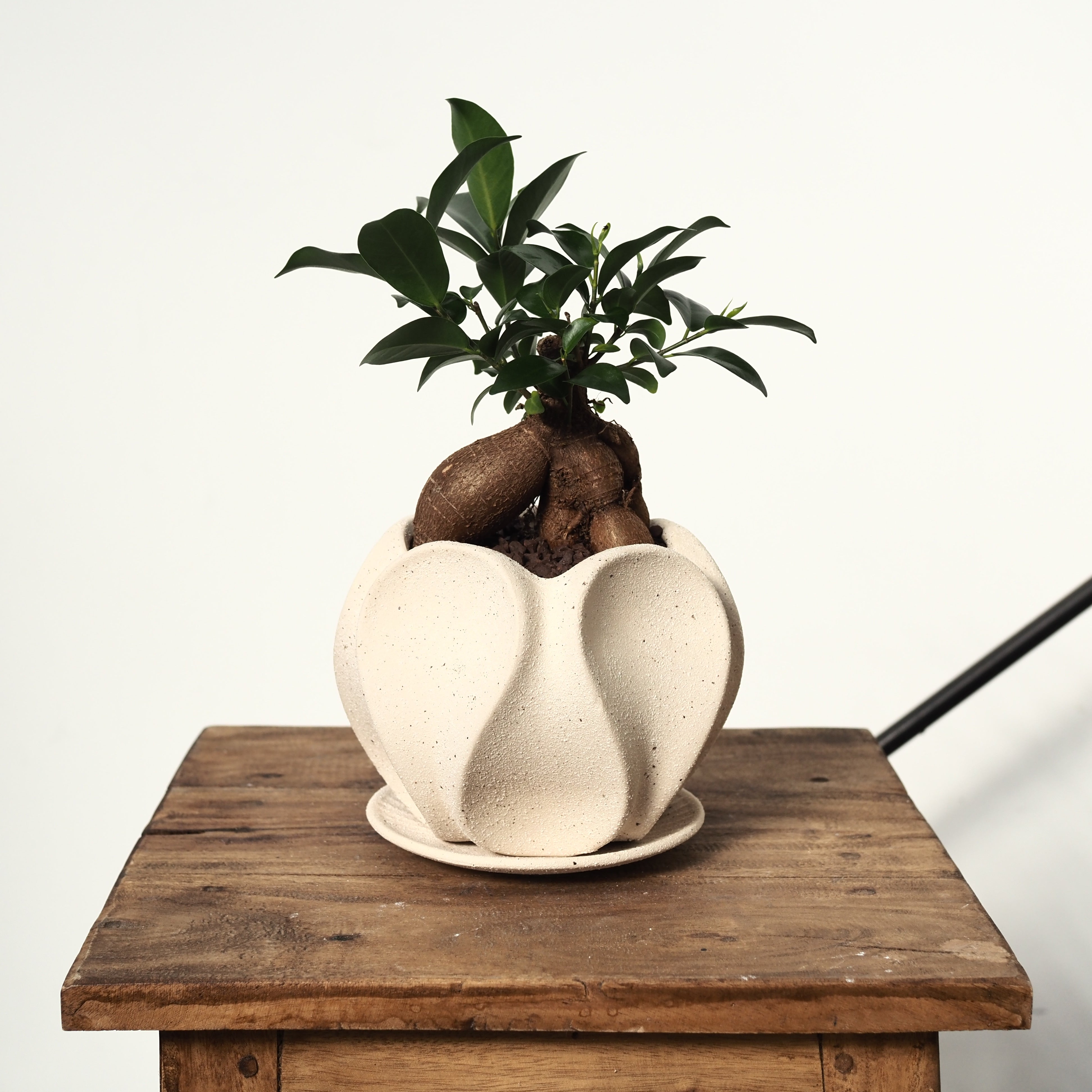 観葉植物 – tlahus online shop