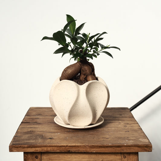 母の日ギフト　ガジュマル植え込み