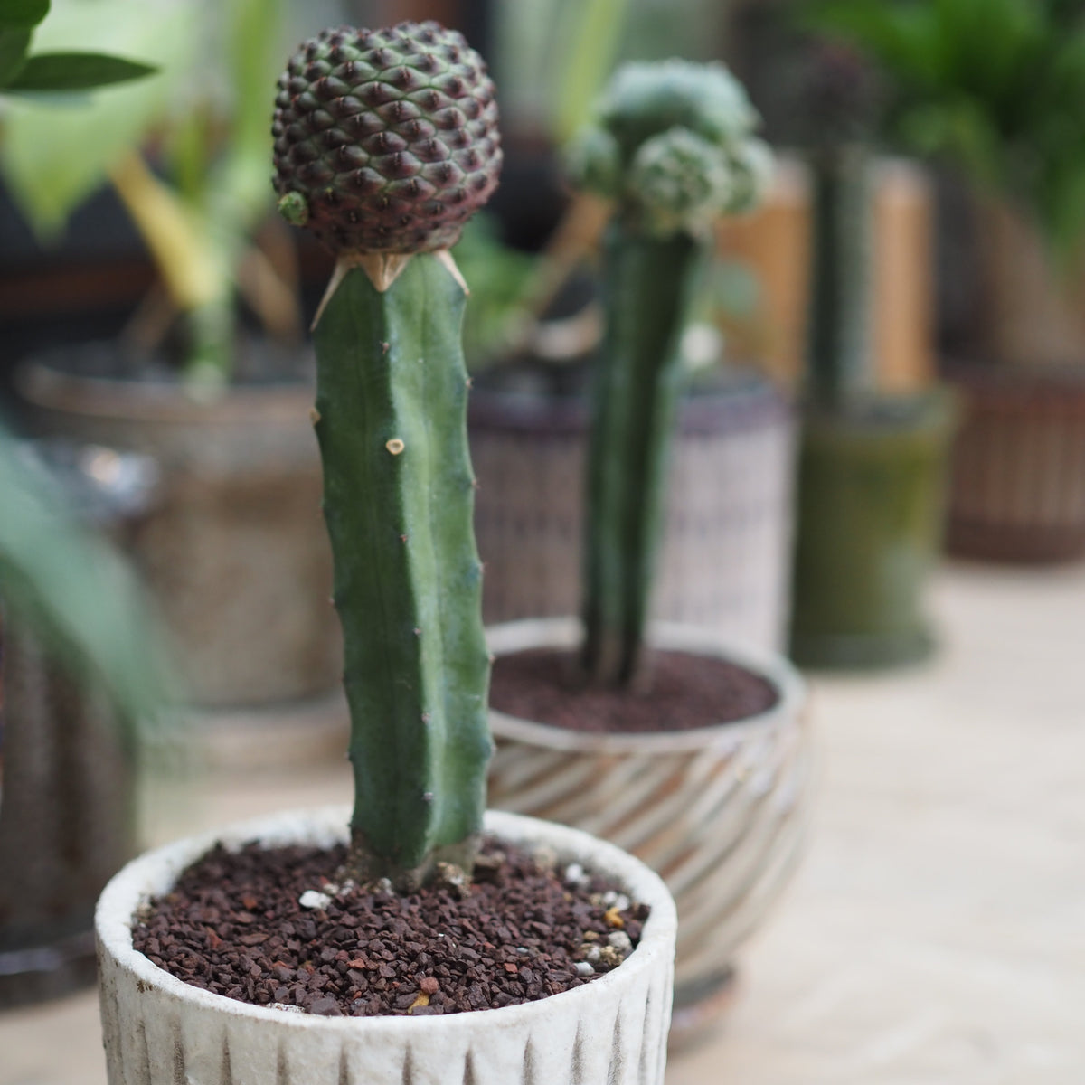 ビザールプランツ鉢植え