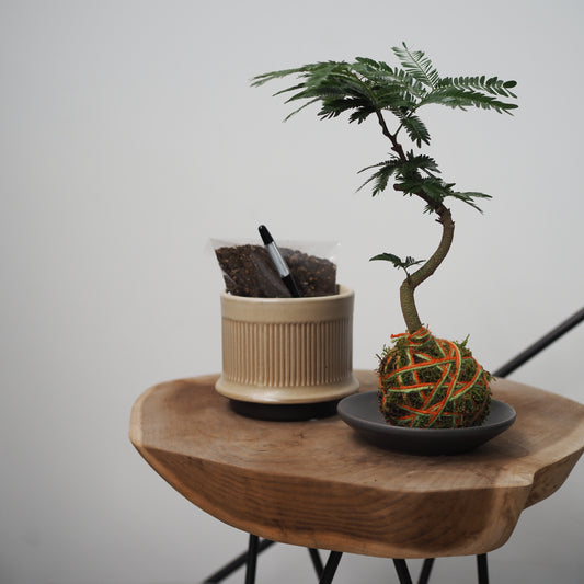 ダブルで楽しむ苔玉と鉢植えセットBE31266