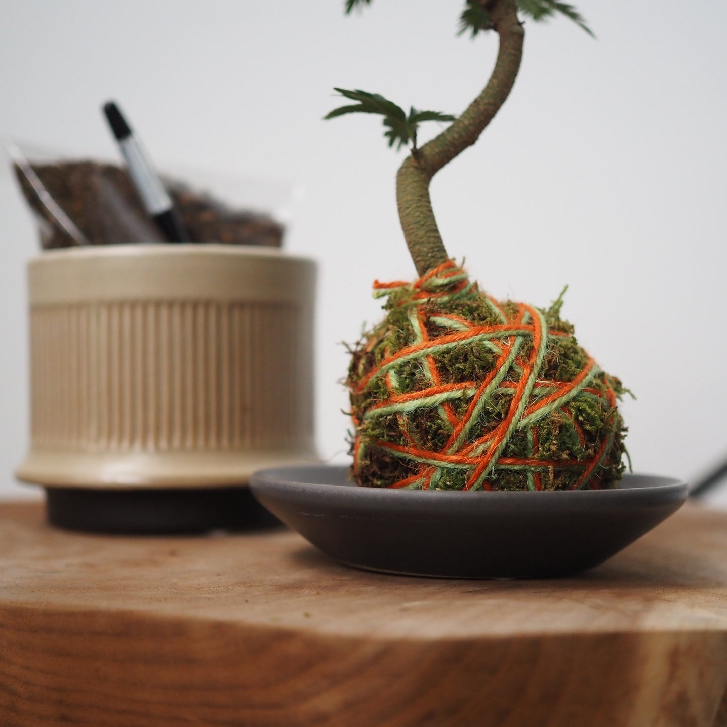 ダブルで楽しむ苔玉と鉢植えセットBE31266