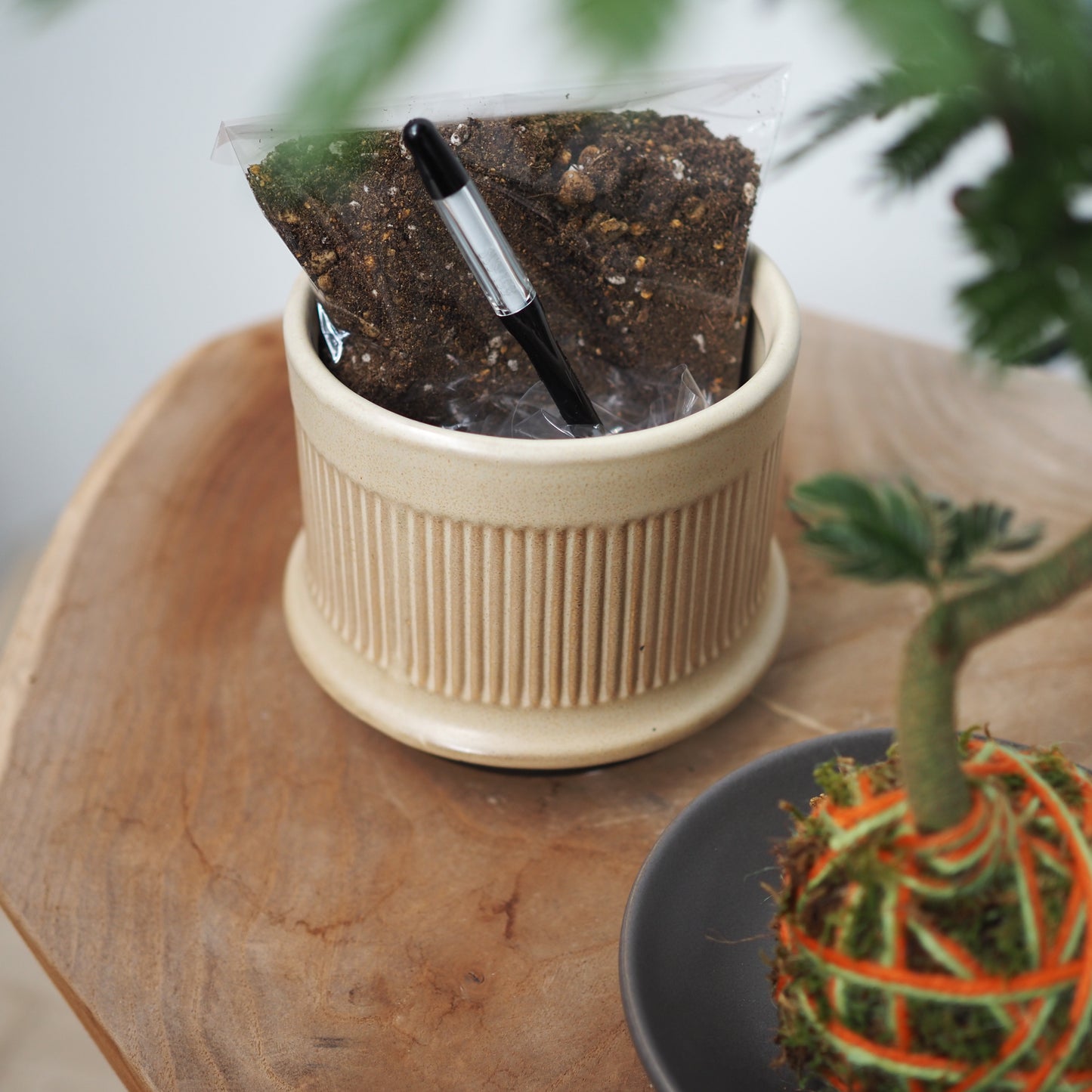 ダブルで楽しむ苔玉と鉢植えセットBE31266