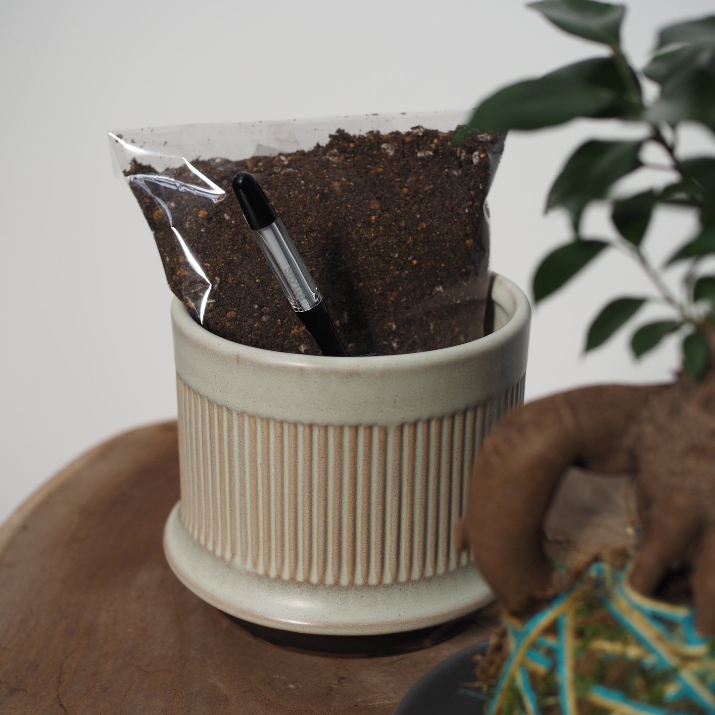 ダブルで楽しむ苔玉と鉢植えセットWH31267