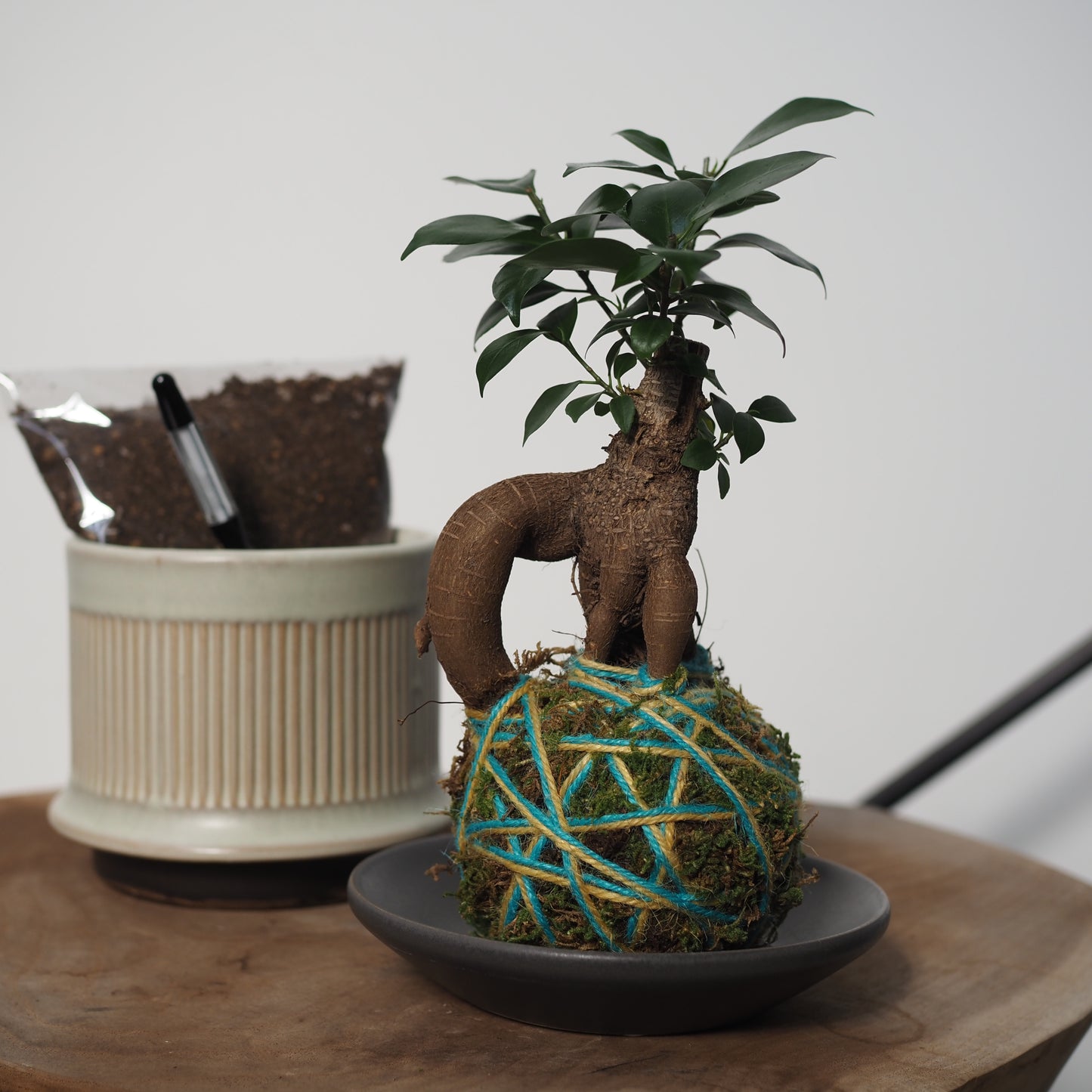 ダブルで楽しむ苔玉と鉢植えセットWH31267