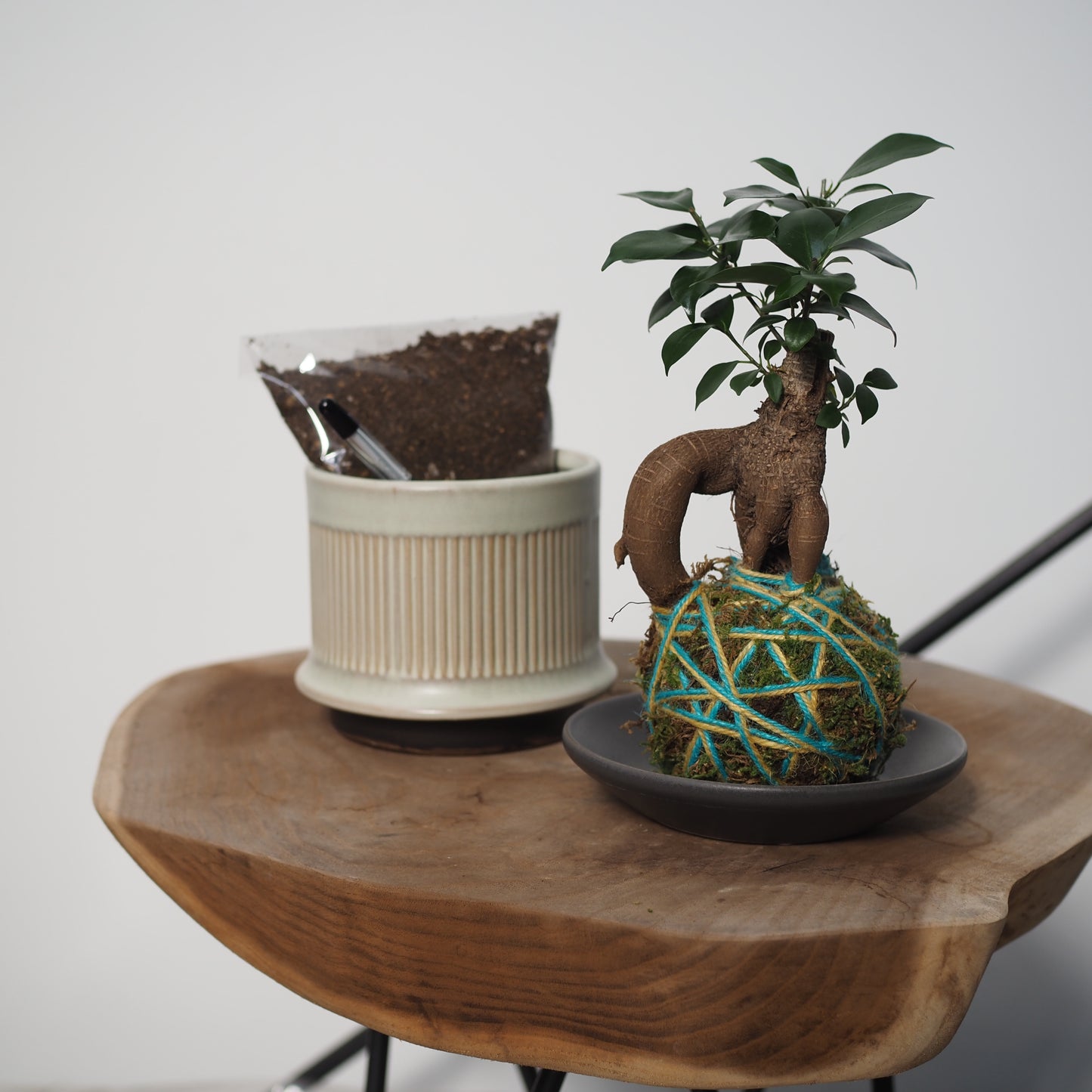 ダブルで楽しむ苔玉と鉢植えセットWH31267