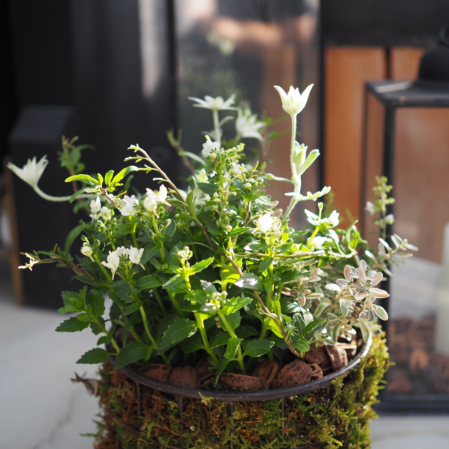 シャビーシックな寄せ植えk.5021