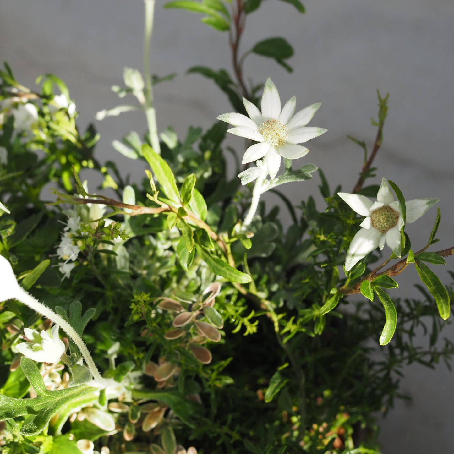 シャビーシックな寄せ植えk.5021