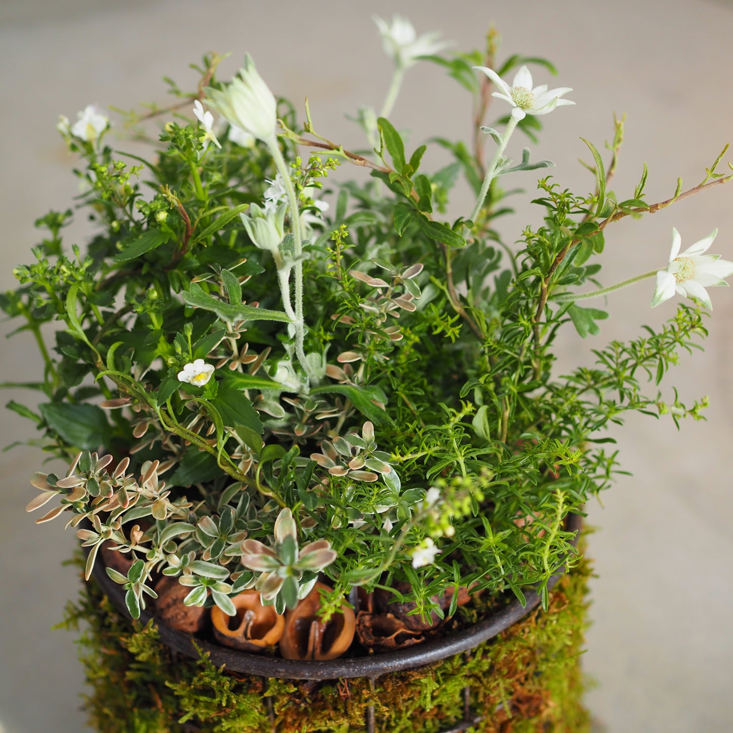 シャビーシックな寄せ植えk.5021