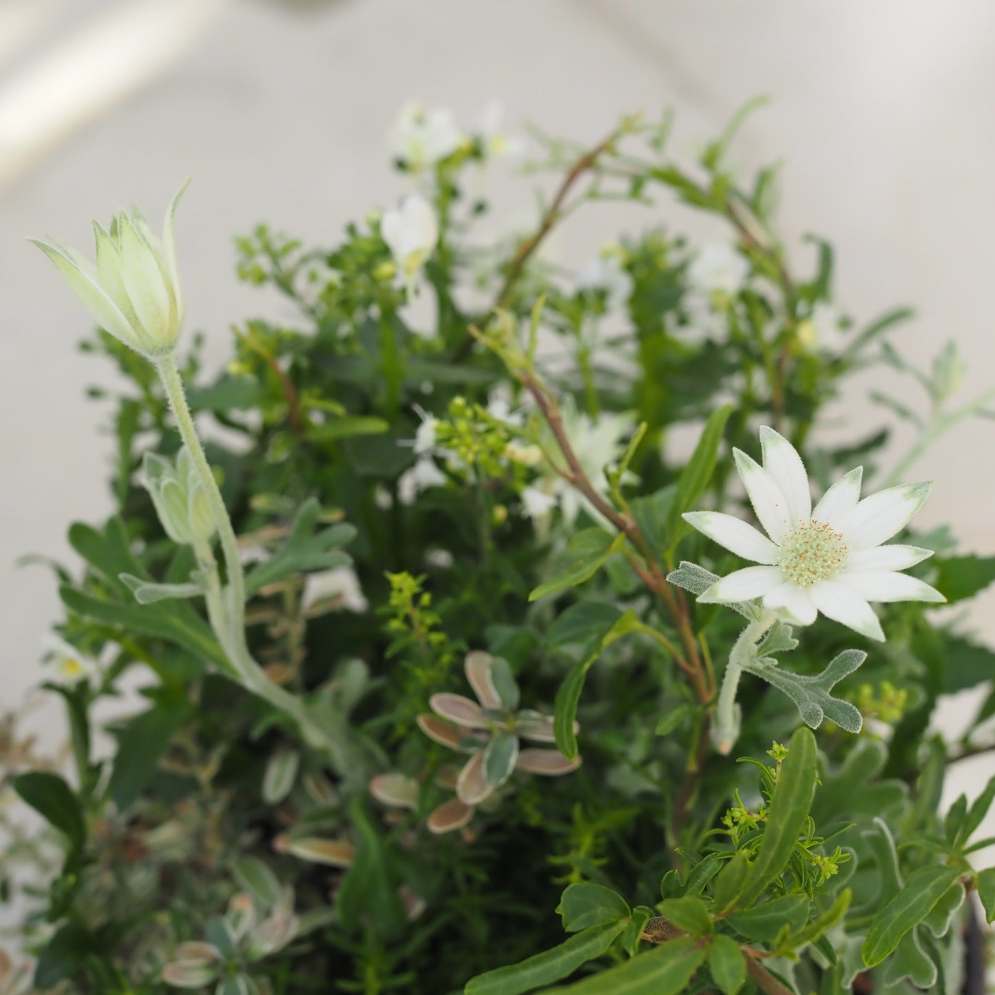 シャビーシックな寄せ植えk.5021