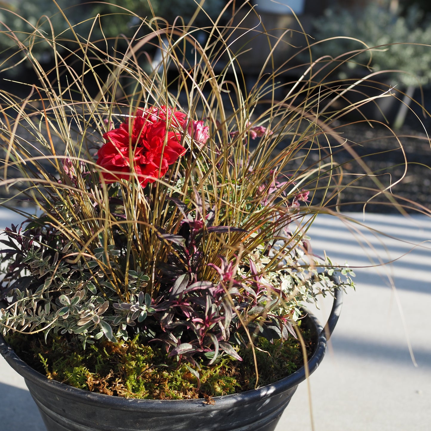 オータムカラーの寄せ植えk.5019