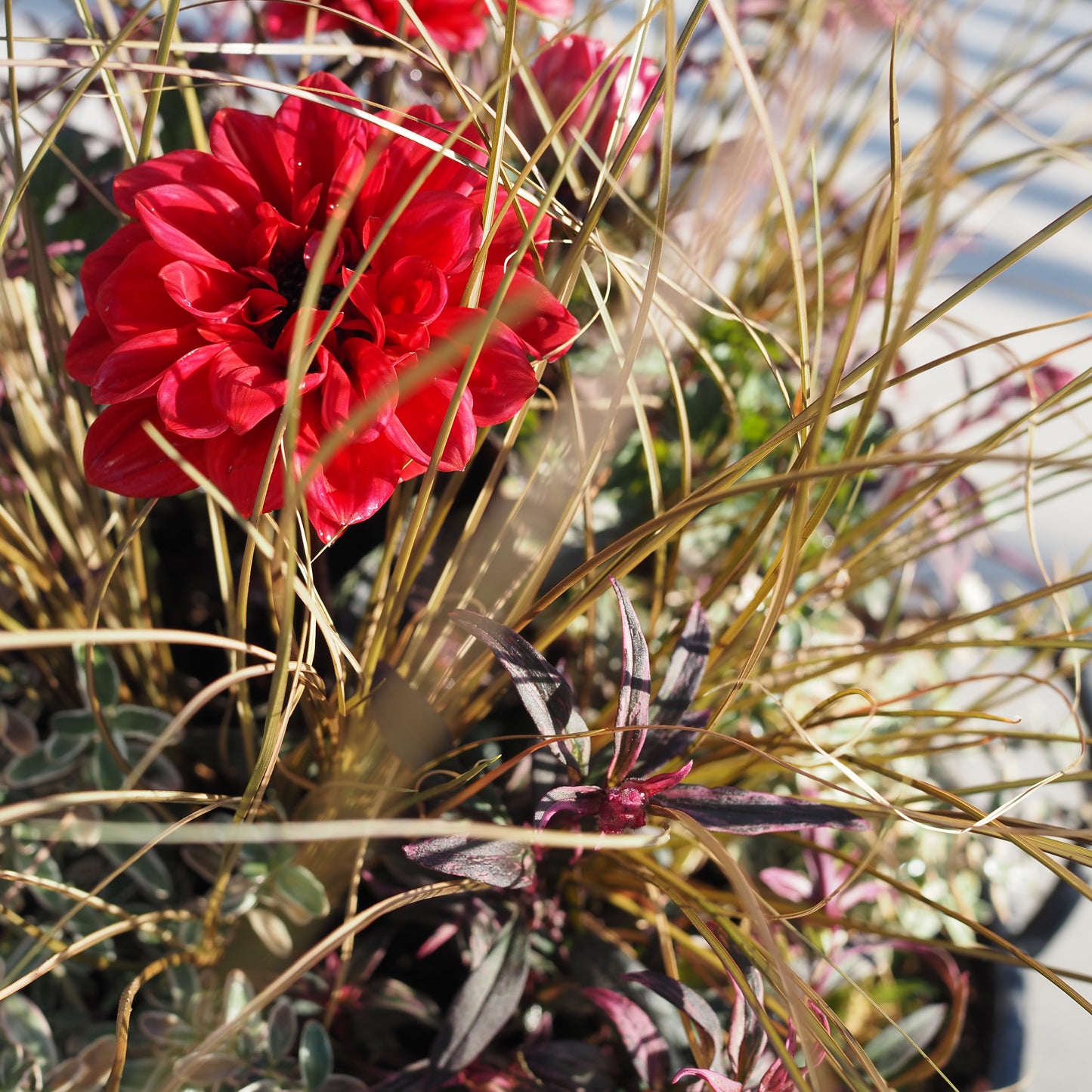 オータムカラーの寄せ植えk.5019