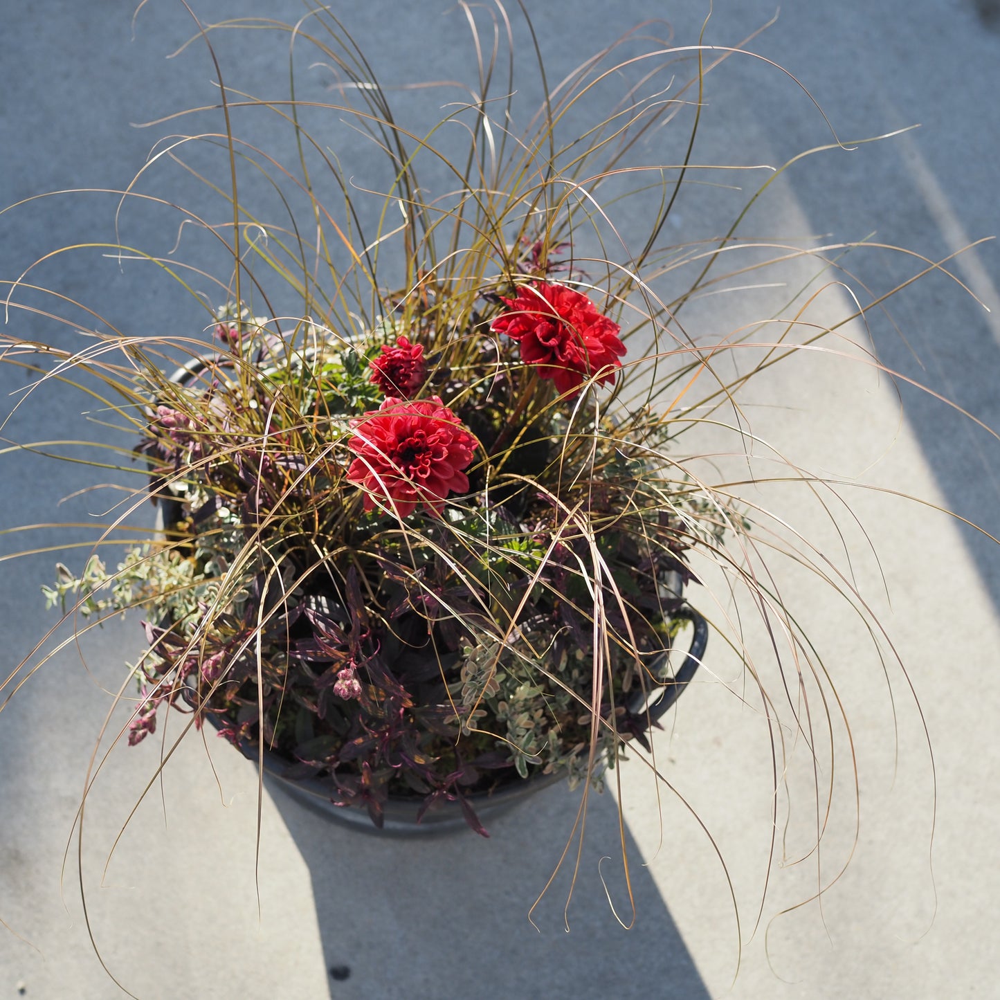 オータムカラーの寄せ植えk.5019