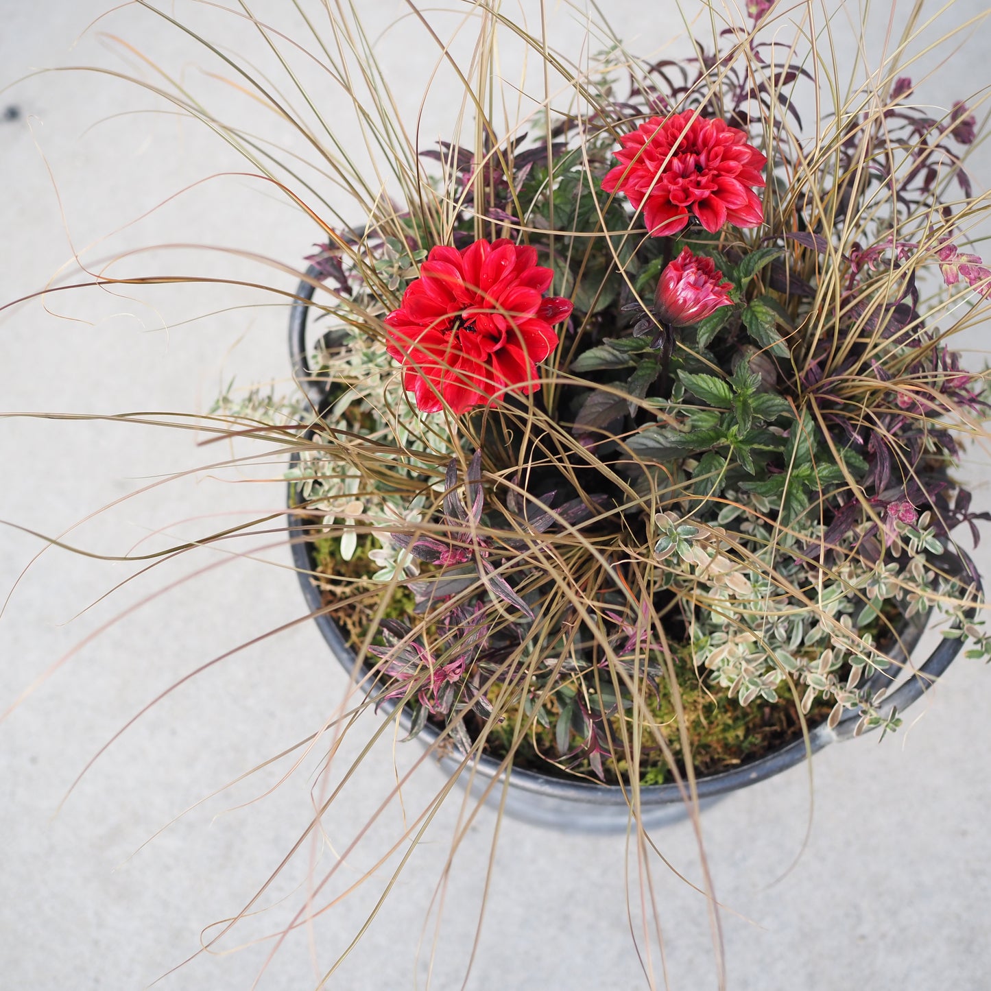 オータムカラーの寄せ植えk.5019