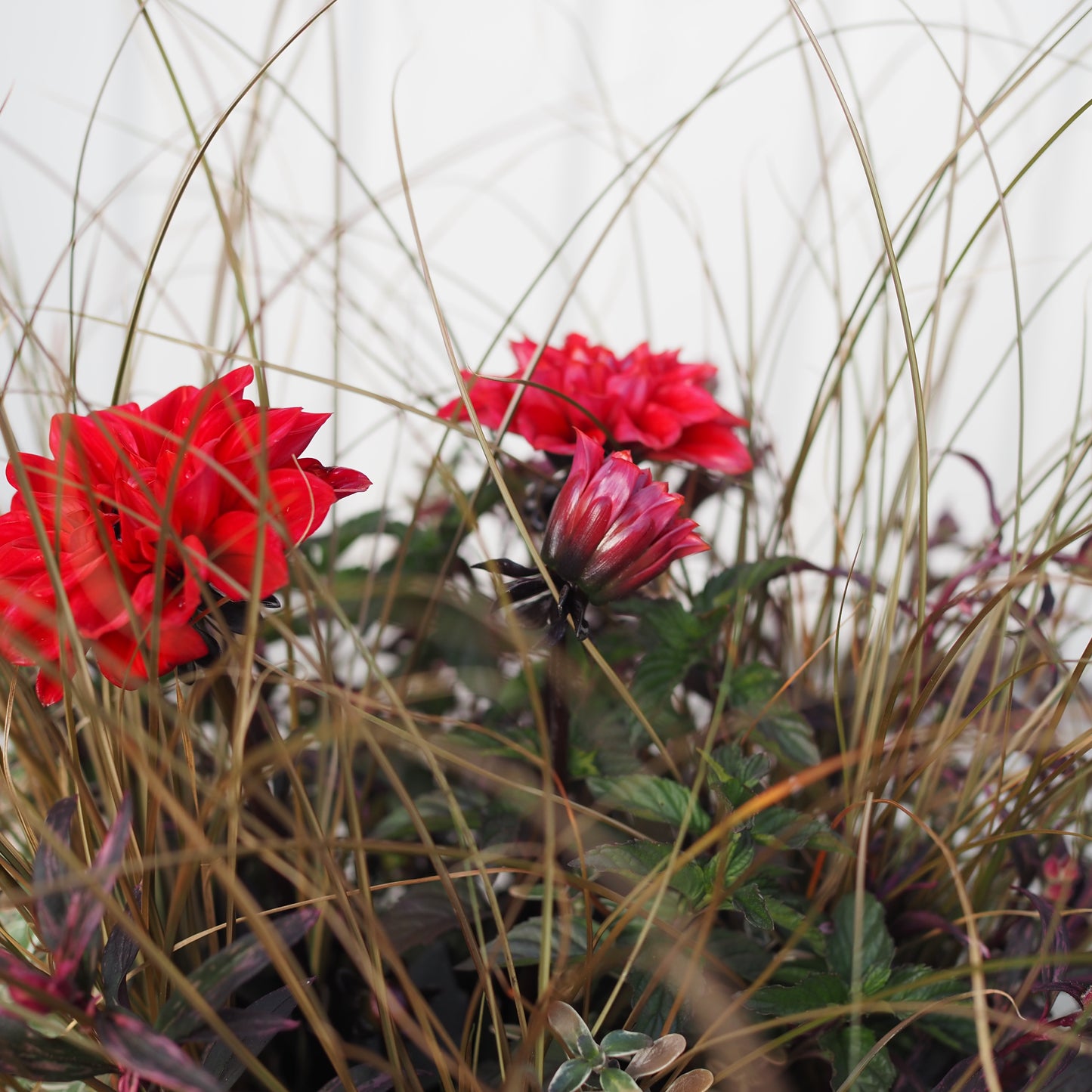 オータムカラーの寄せ植えk.5019