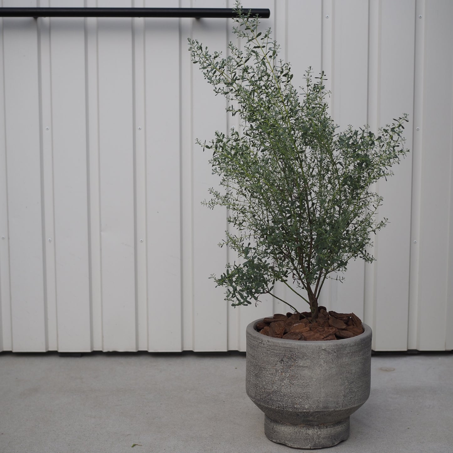 ユーカリフランスブルーM.5014