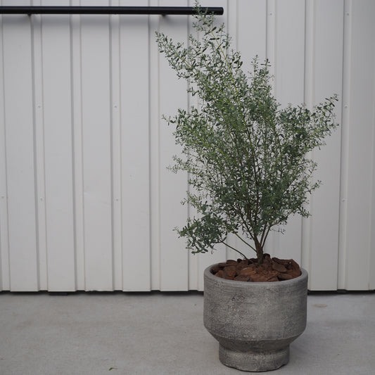 ユーカリフランスブルーM.5014