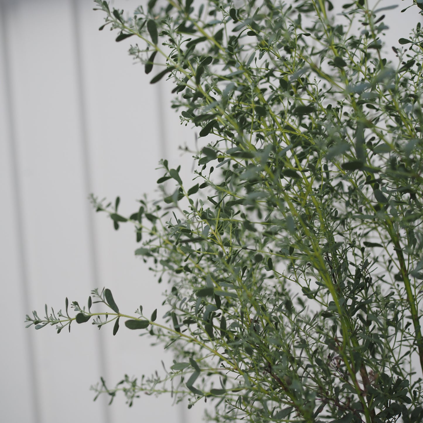 ユーカリフランスブルーM.5014