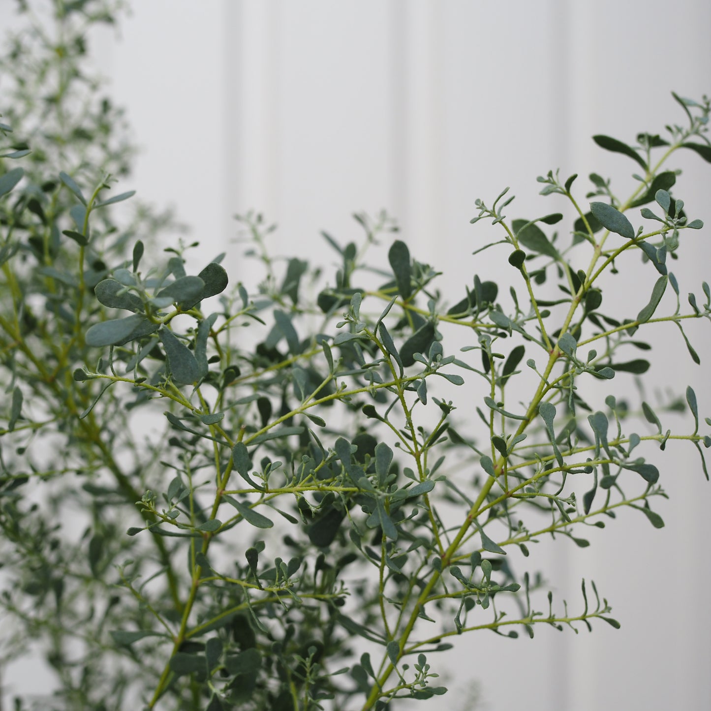 ユーカリフランスブルーM.5014