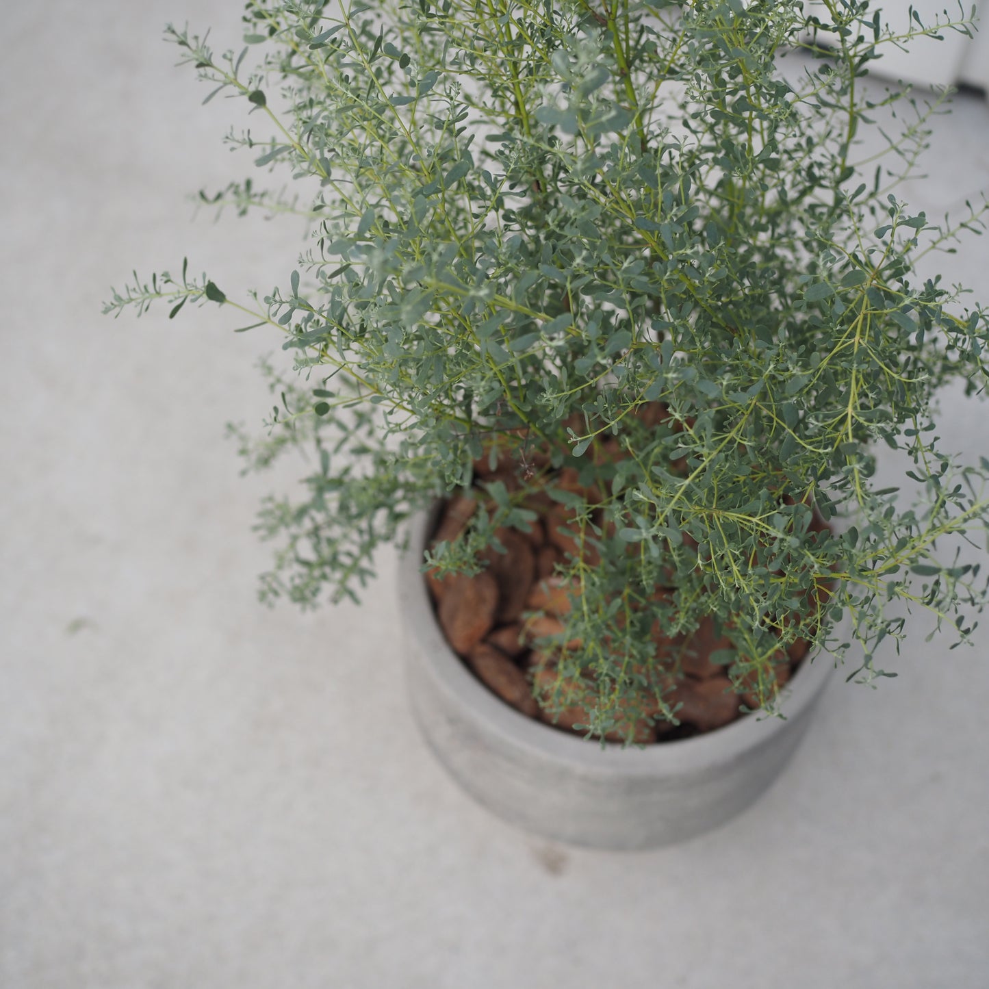 ユーカリフランスブルーM.5014