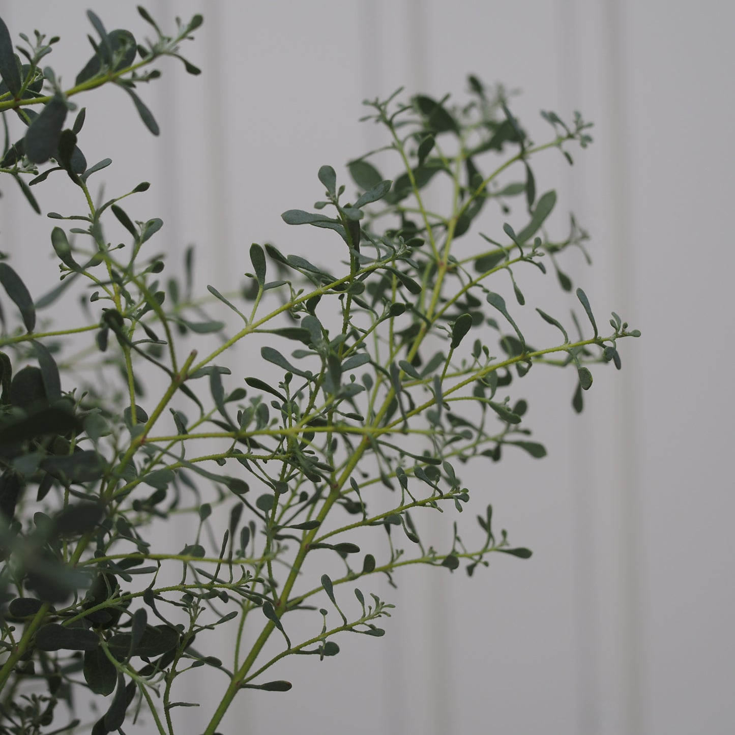 ユーカリフランスブルーM.5014