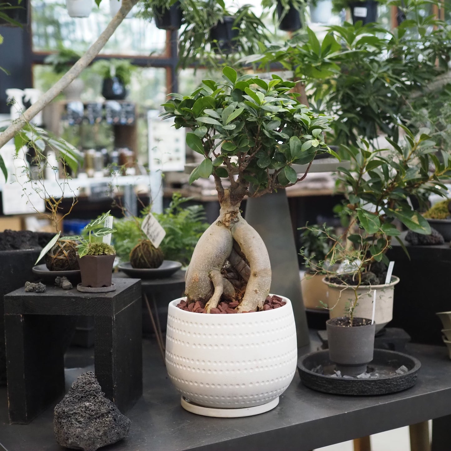 ガジュマル鉢植え①M.5014