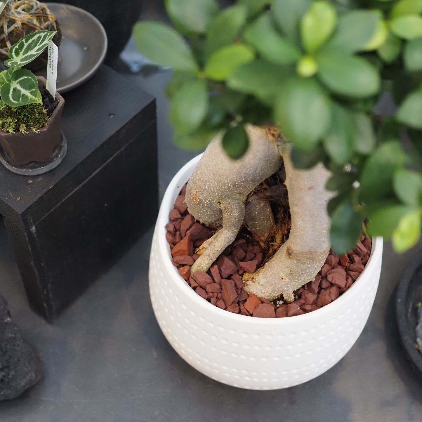 ガジュマル鉢植え①M.5014