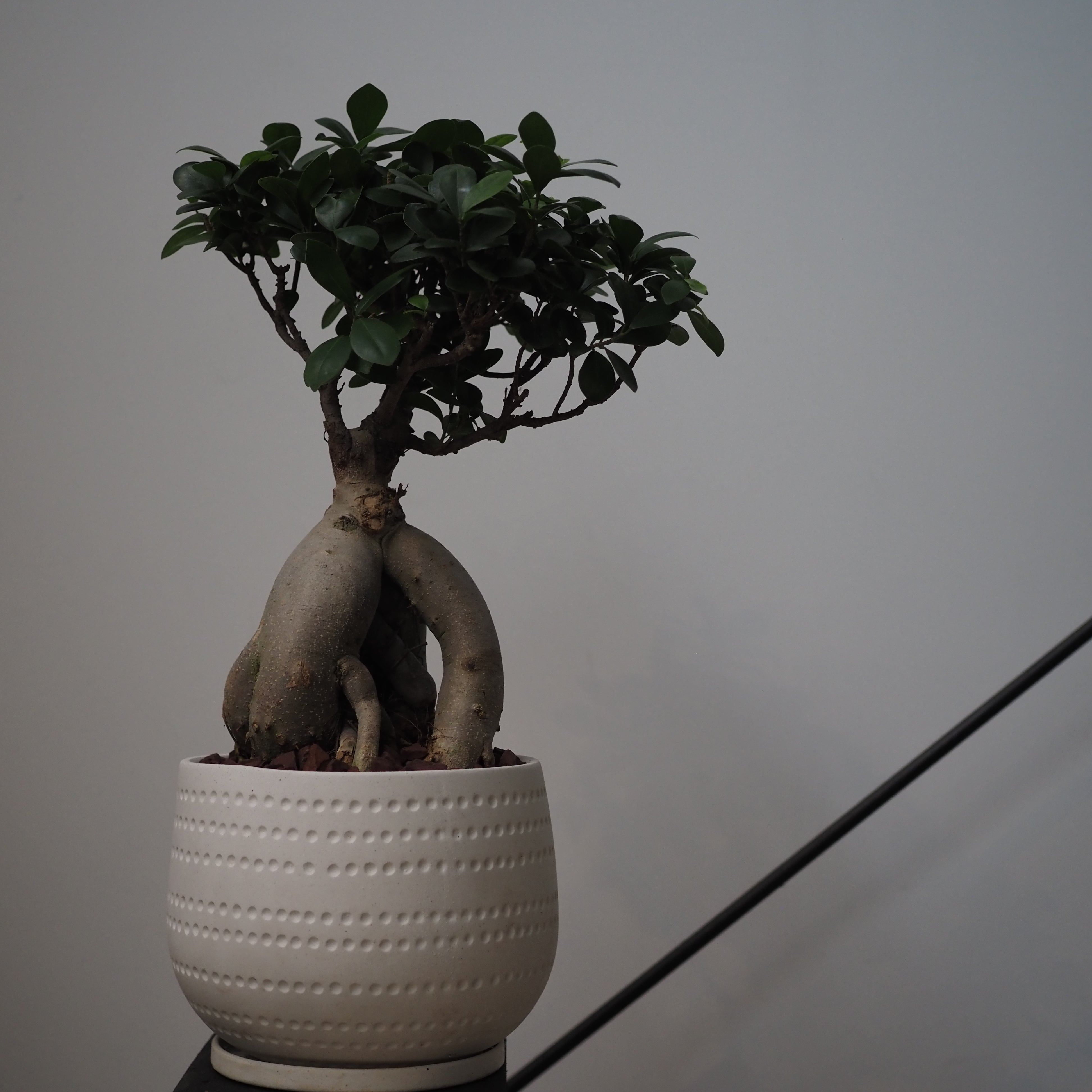 観葉植物 – tlahus online shop