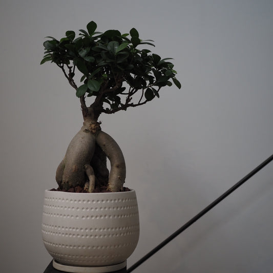 ガジュマル鉢植え①M.5014