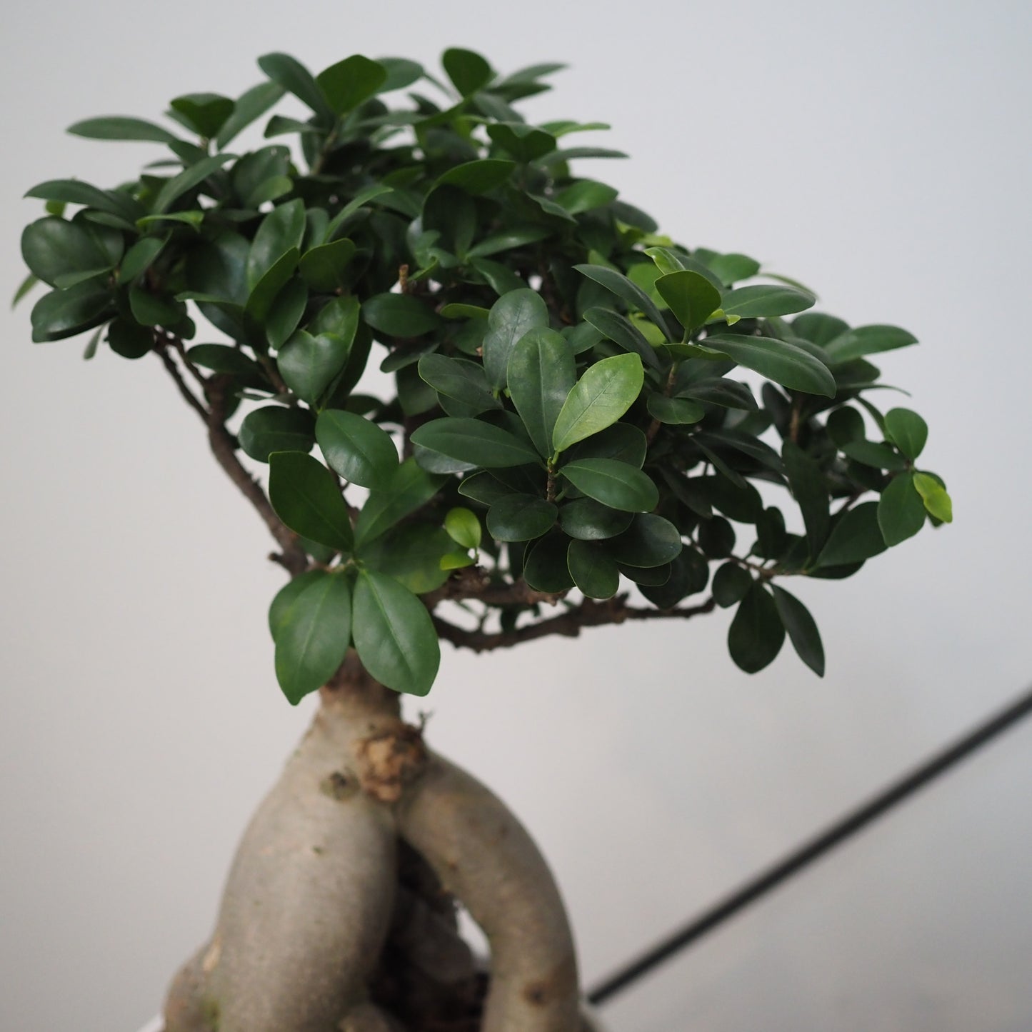 ガジュマル鉢植え①M.5014