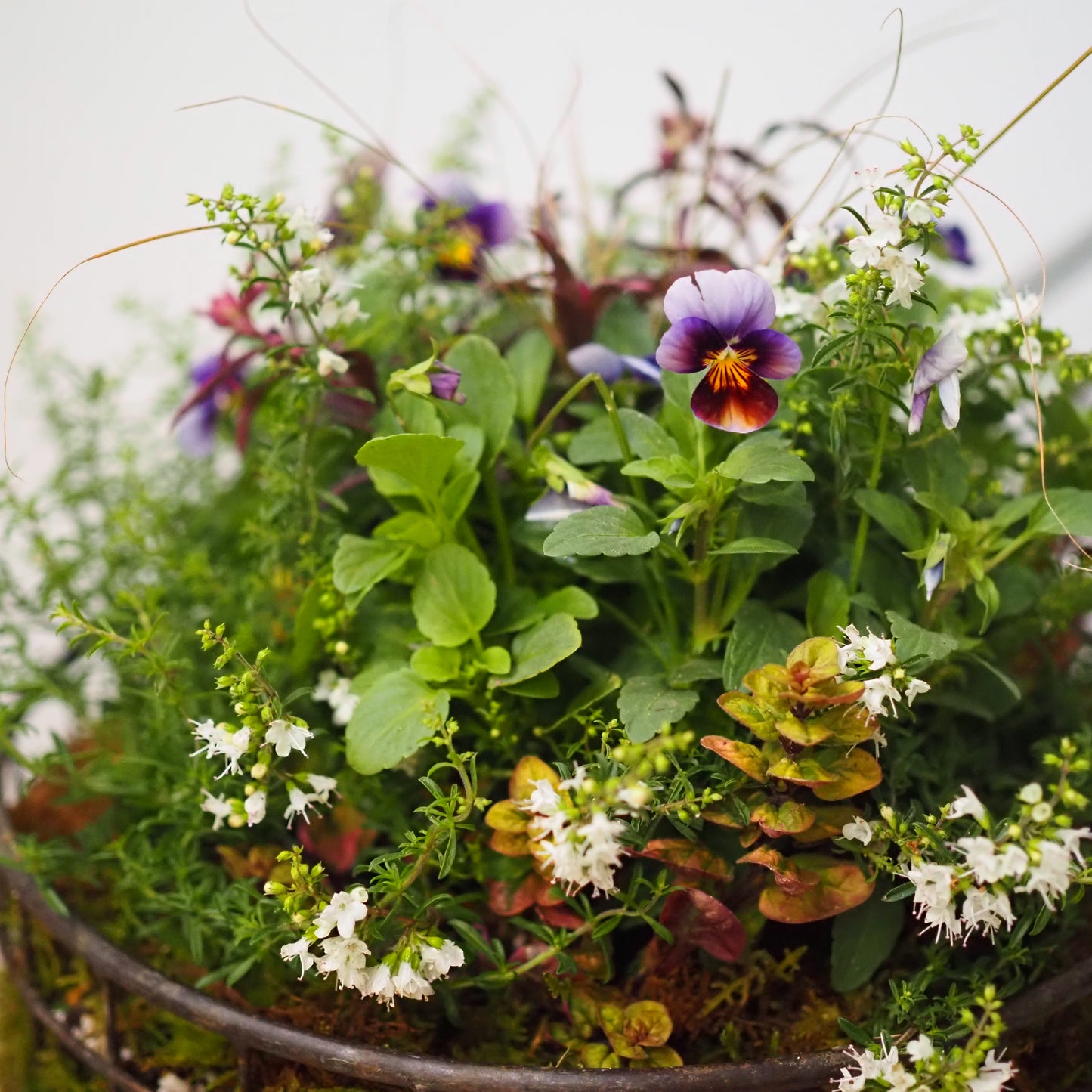 ビオラの小さなフォレストガーデンI.31289