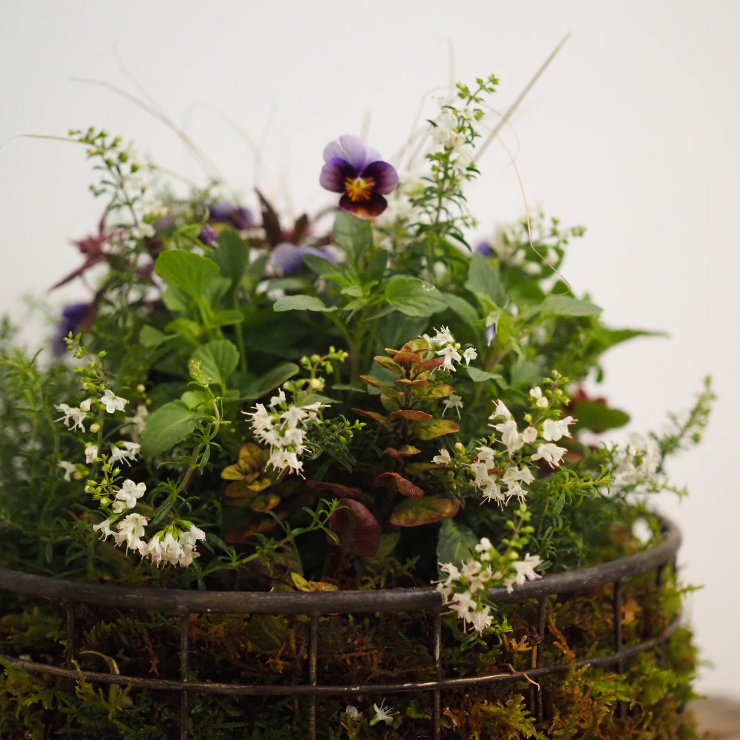 ビオラの小さなフォレストガーデンI.31289