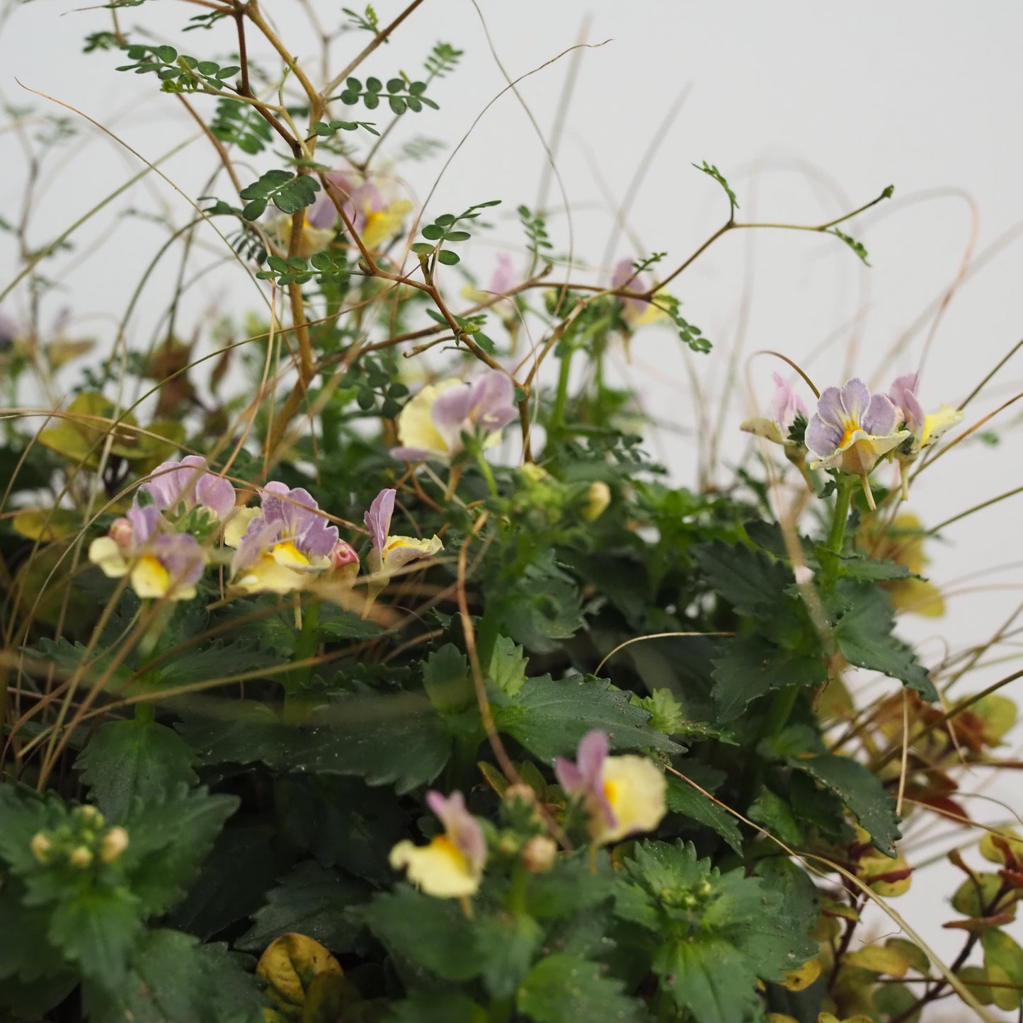 秋のアンティークカップI.5030