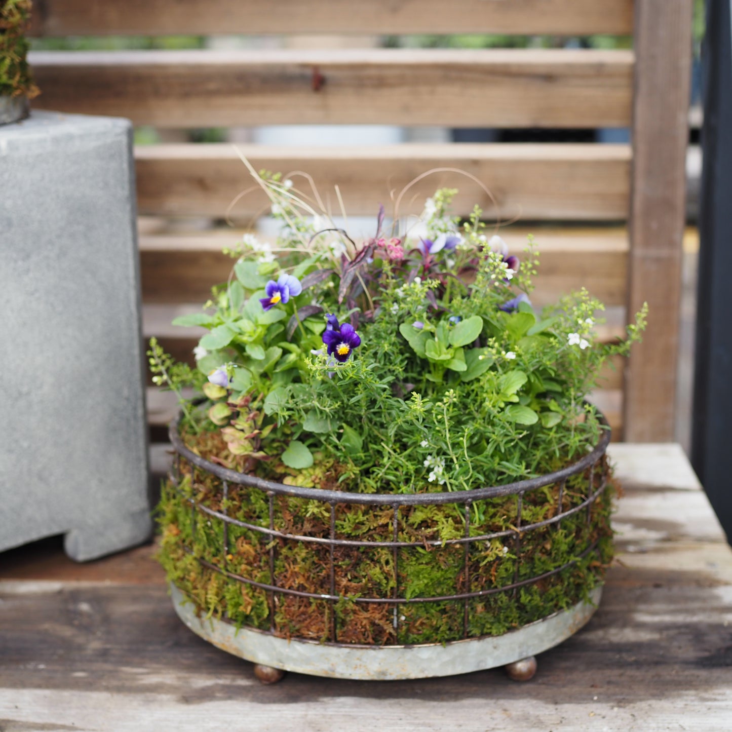 ビオラの小さなフォレストガーデンI.31289