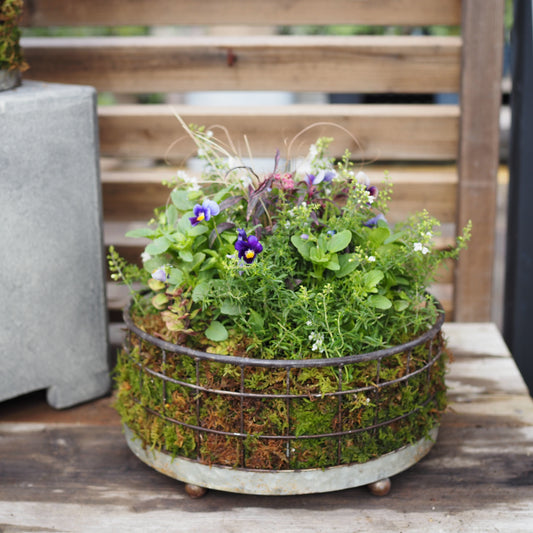 ビオラの小さなフォレストガーデンI.31289