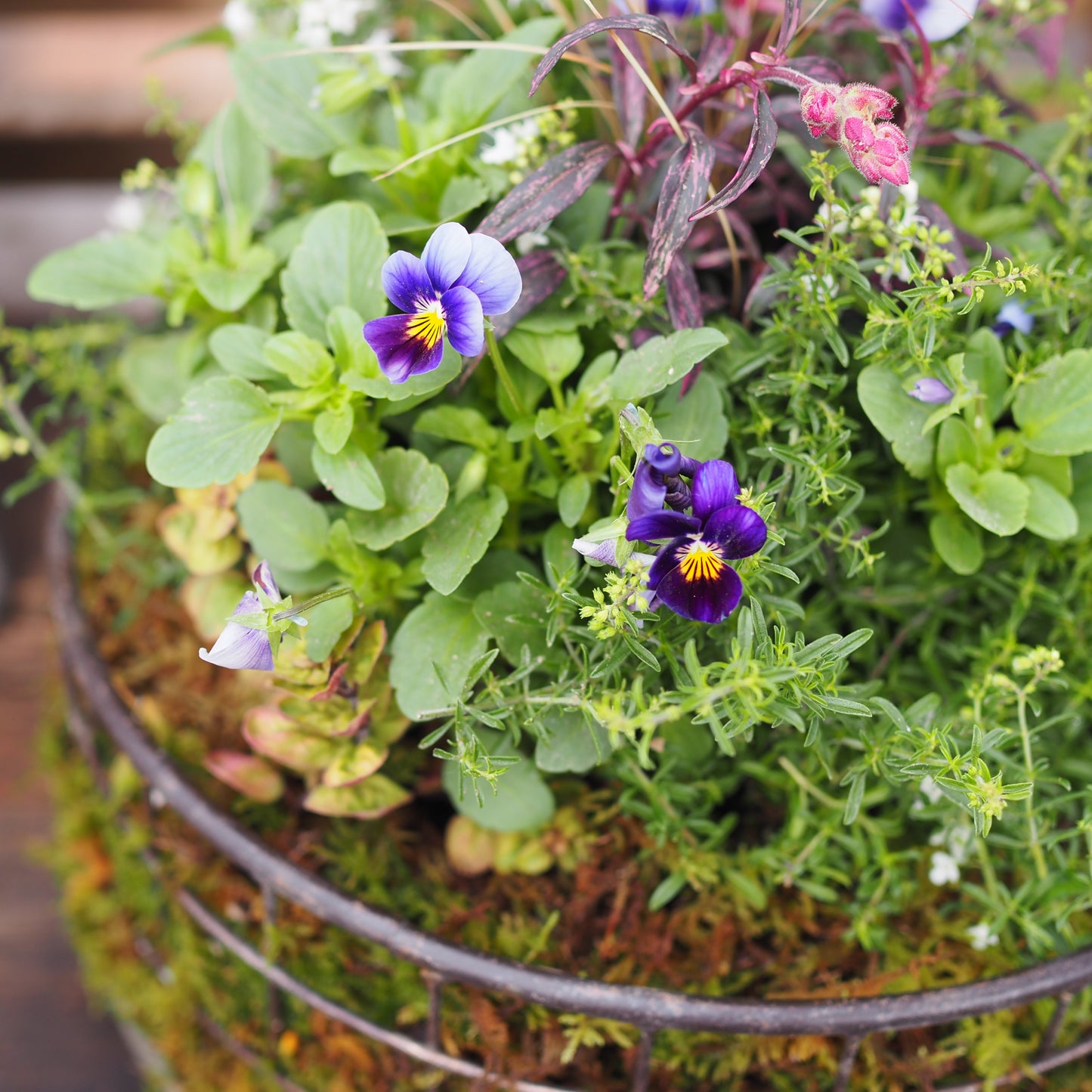 ビオラの小さなフォレストガーデンI.31289