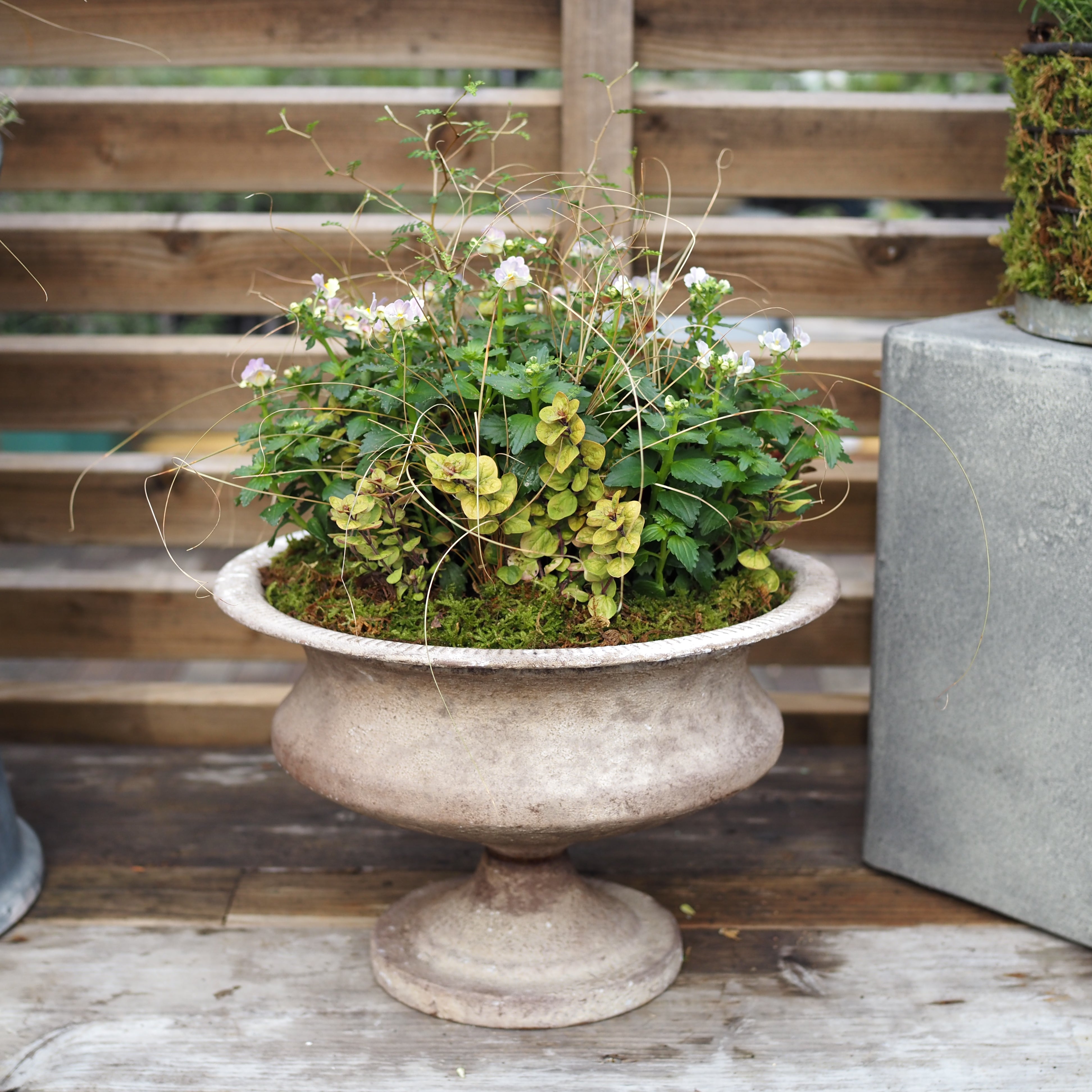 寄せ植え – tlahus online shop