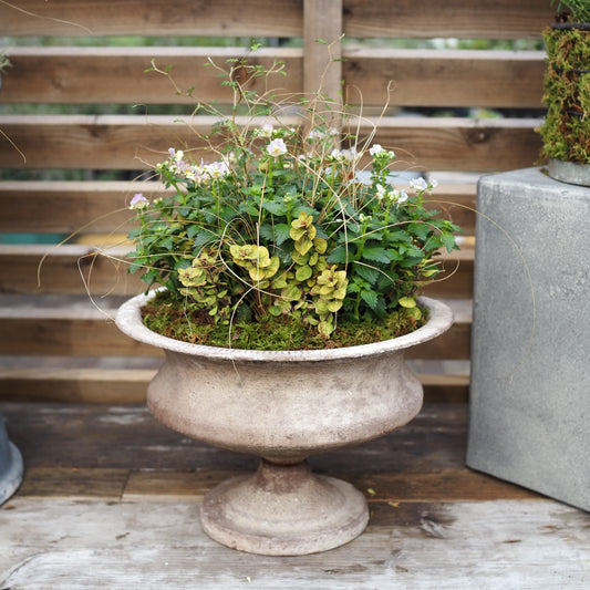 秋のアンティークカップI.5030