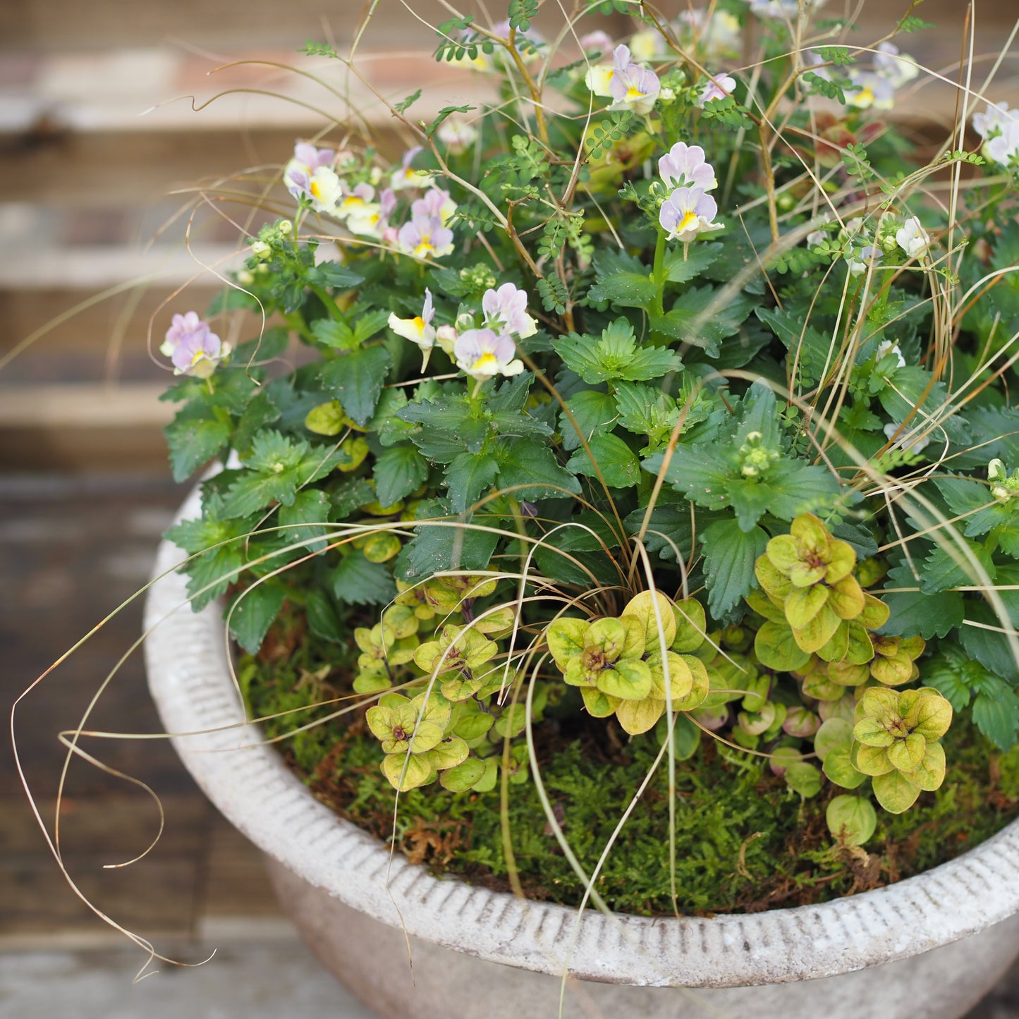 秋のアンティークカップI.5030